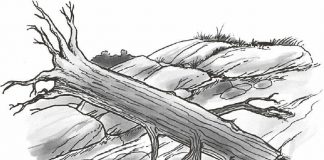 倒进河里的大树是最常见的一种过滤网。过滤网就是指水里的障碍物，水可以从中流过，但人和船却会被绊倒。倒进水里的树木通常都在急流转弯时河道的外侧