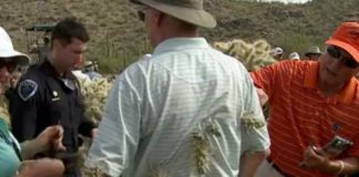 掉进仙人掌堆里怎么办？